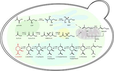 Recent Advances on Feasible Strategies for Monoterpenoid Production in Saccharomyces cerevisiae